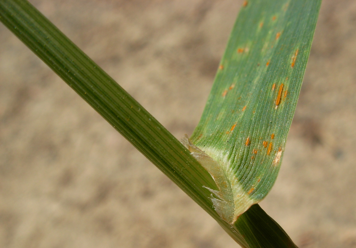 Avena sativa L. / Avena comune